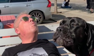 Cane Corso Puts on a Show