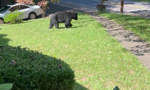 Black Bear Charges at Woman in Her Front Yard