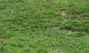 Chicken and Dog Play Together