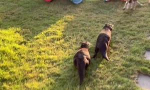 Otters Chase Dog Out of Yard