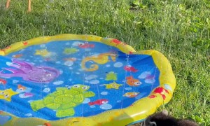 Deer and Raccoon Play With Splash Pad