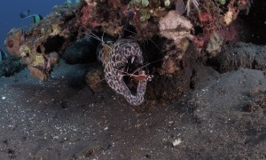 Moray Eel Gets Its Teeth Cleaned