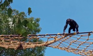 Chimp Throws Poop at People