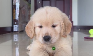 Golden Retriever Puppy's First Ball