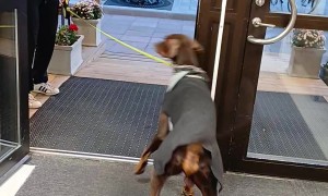 Doberman Fears Going Through Open Door