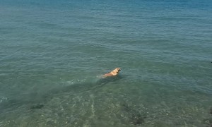Dog Swims Toward Shark