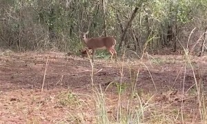 Goat Catches Hunter By Surprise