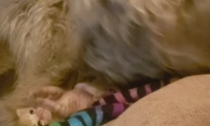 Big Dog Snuggles Tiny Kitten