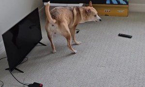 Giving Our Dog a Tour of Her New Home