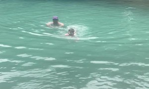 Swimming Boy Mistakes Rock For Croc