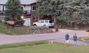 Massive Elk Charges At Passing SUV