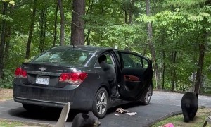 Hungry Black Bear Family Breaks Into Unlocked Car