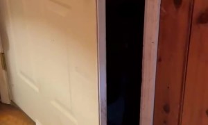 Wild Bear Closes Door and Sits on Command