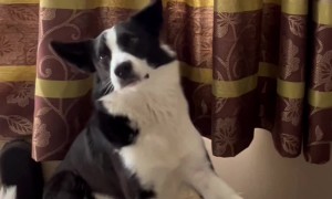 Border Collie Makes Music