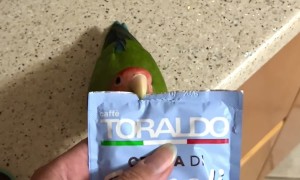 Lovebird Opens Coffee Pack
