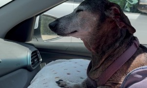 Dachshund Cools Off in the Car