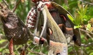 Newly-Hatched Cecropia Moth