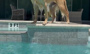 Golden Retriever Won't Stay