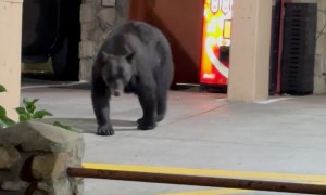 Man Encounters Black Bear in Parking Lot
