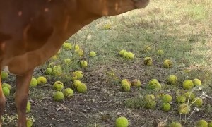 Longhorn Cow Munches On Osage Oranges