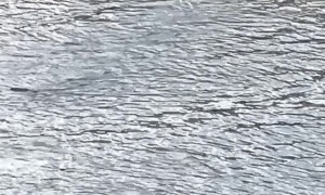 Black Bear Goes Swimming in River