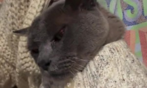 Purring Cat Snuggles In Matching Cardigan