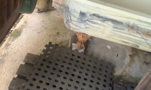 Son Doesn't Like Spiders