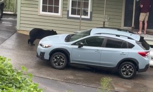 Aggressive Black Bear in Gatlinburg, Tennessee