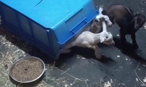 Goat Kids Snuggle Under Plastic Bin