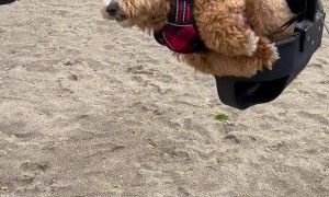 Clumsy Pup Tumbles Out of Swing