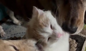 Adopted, but at What Cost?