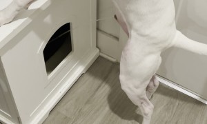 Dog's Aim Is Better Than Most Human Men