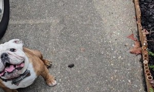 Bulldog Gets Excited for Skateboard Time