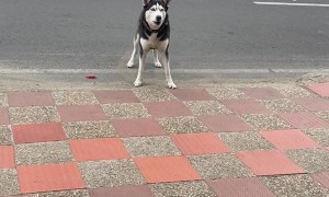 Fearless Canine Takes on Balloon Beast