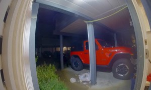 Black Bear Charges Family Dog