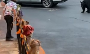 Man Scares Off Black Bear