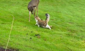 Deer Meets Cat