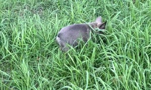 Tiny Puppy Plays in Grass