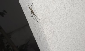 Spider at the Door