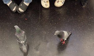 Pigeons Ride the Train