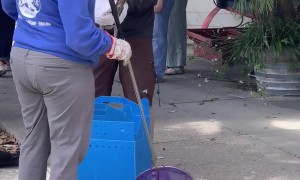 Wildlife Rescue Captures Young Black-Crowned Night Heron
