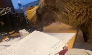 Baby Moose in the Office