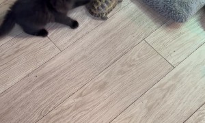 Ninja Kitten Wants to Play With Tortoise