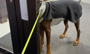 Dog Doesn't Believe the Door is Open