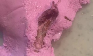 Insect Wing Allegedly Found in Laffy Taffy Candy