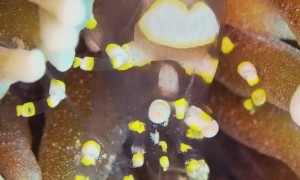 Rare shrimp Looks Like a Space Alien