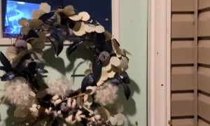 Frogs Surround Front Door