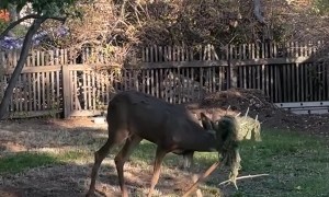 Deer's Antlers Tangled In Netting