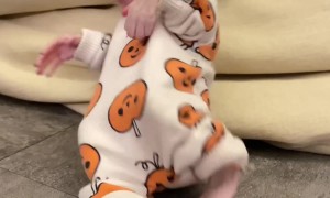 Monkey Baby's Play Dead Trick