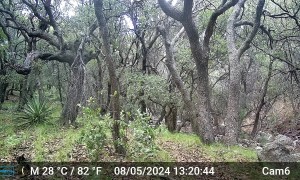 Bear Scratches Its Back on Tree